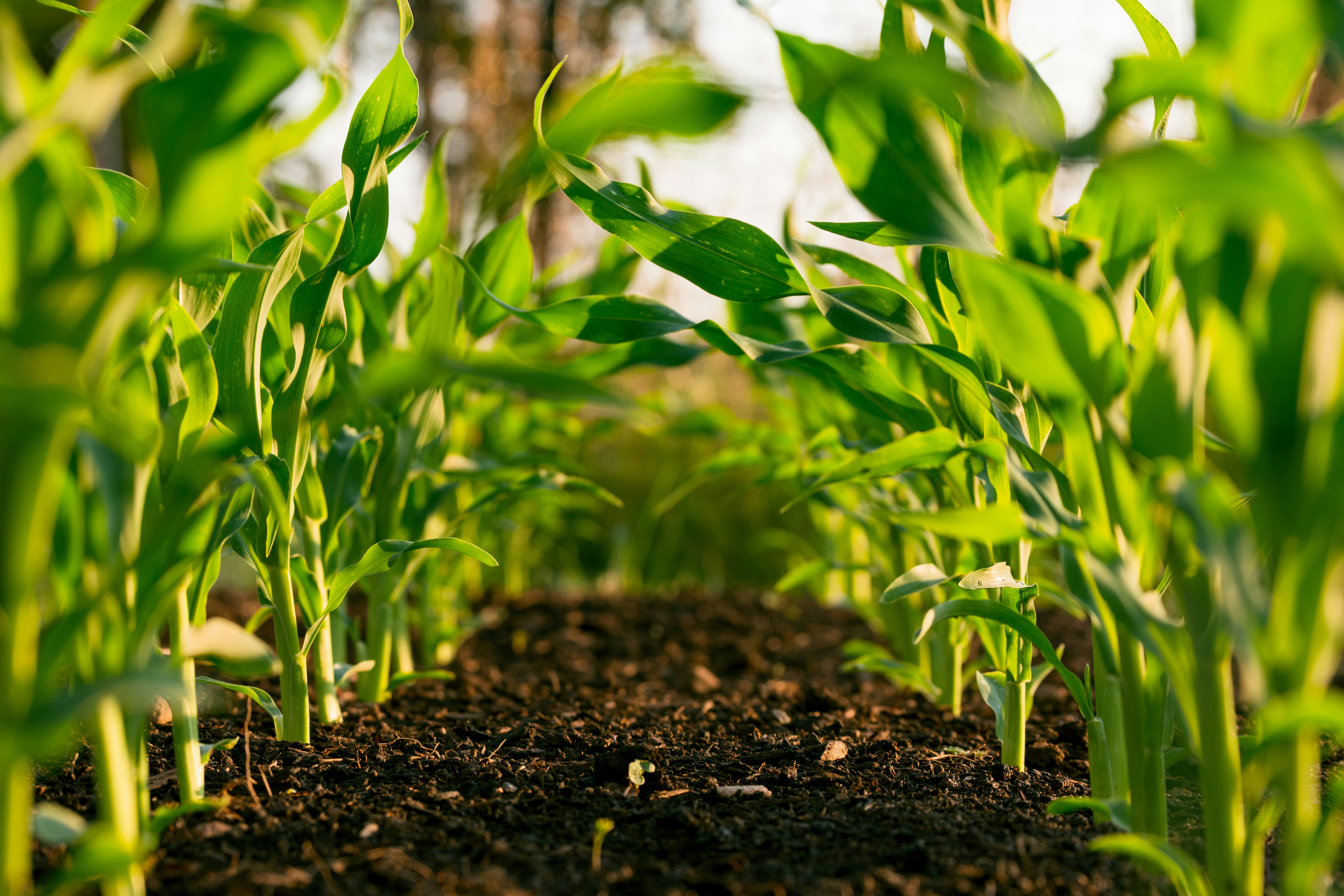 Farmer in the field